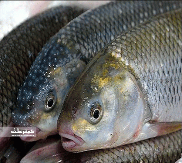 کشف ۲۰ تن ماهی قاچاچ در البرز
