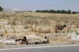 رها کردن لاشه ۲۰ گاو تلف شده در بیابان‌های نظرآباد