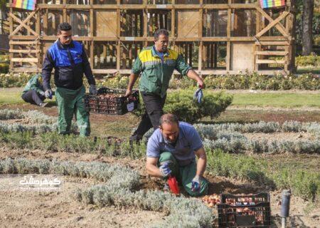 آغاز عملیات کاشت ۲۰۰ هزار پیاز لاله در باغ گل‌هایِ کرج