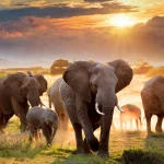 گذراندن وقت در فضای باز با سلامت روان بهتر مرتبط است (رولت)